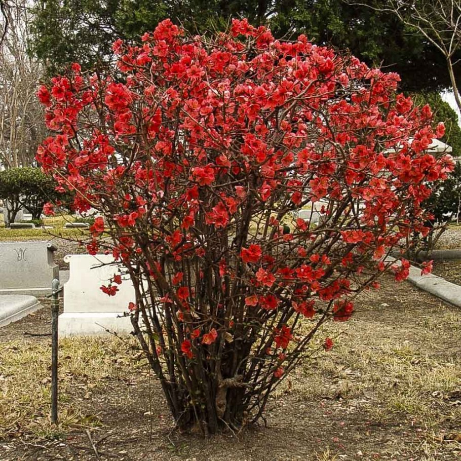 Японская айва кустарник