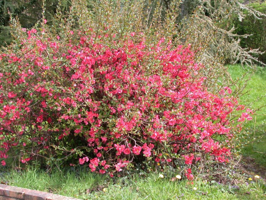 Хеномелес Маулея