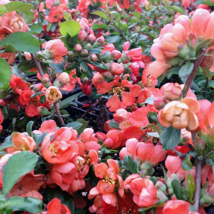 Японская айва кустарник