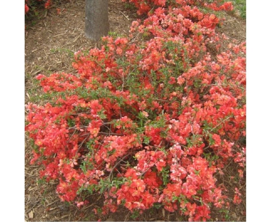 Хеномелес великолепный оранж Трейл