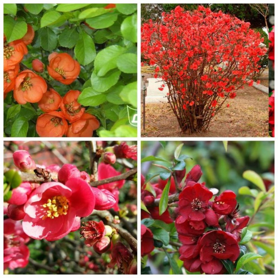 Айва японская куст