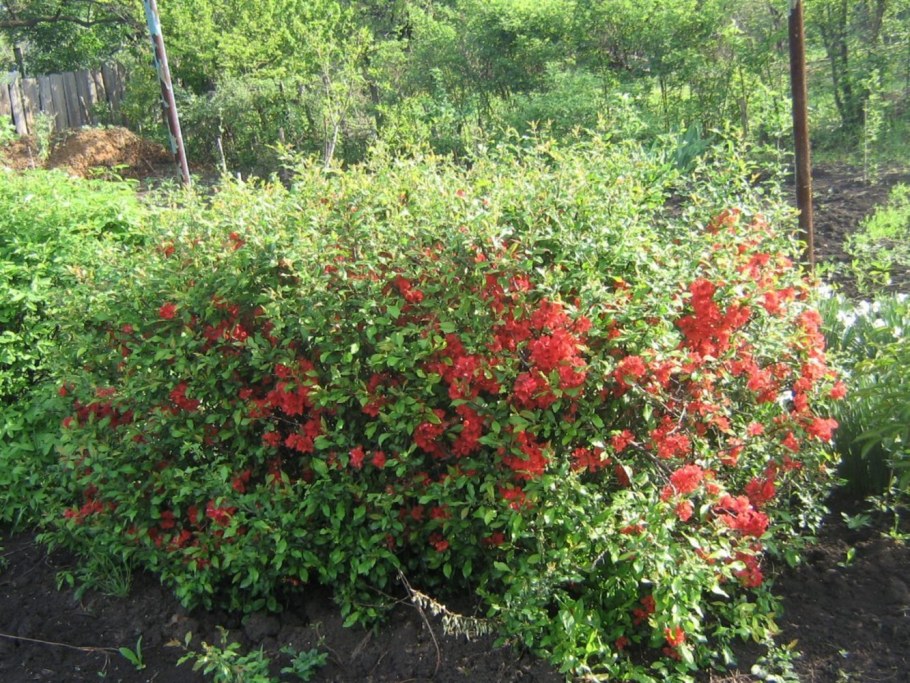 Хеномелес катаянский