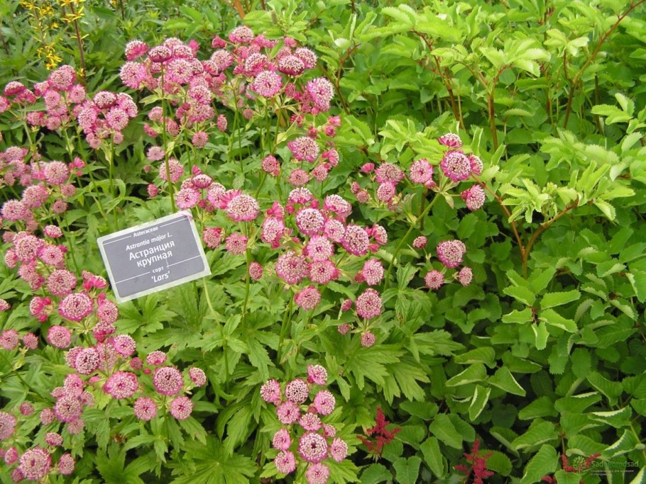 Астранция перпл Джойс