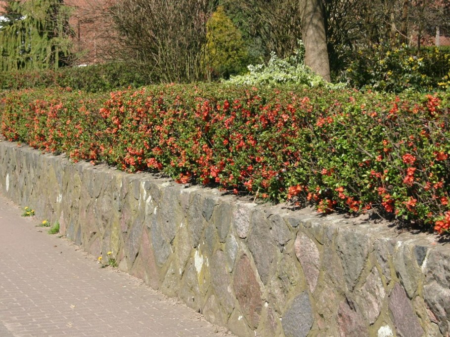 Хеномелес Живая изгородь