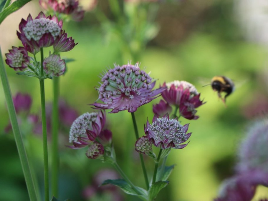Астранция и эхинацея