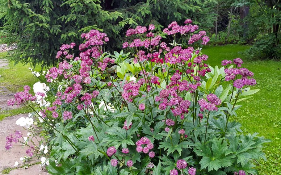 Астранция Рубра