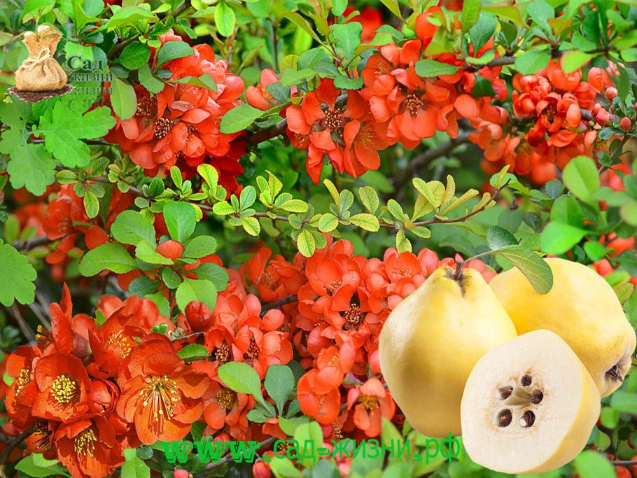 Хеномелес катаянский