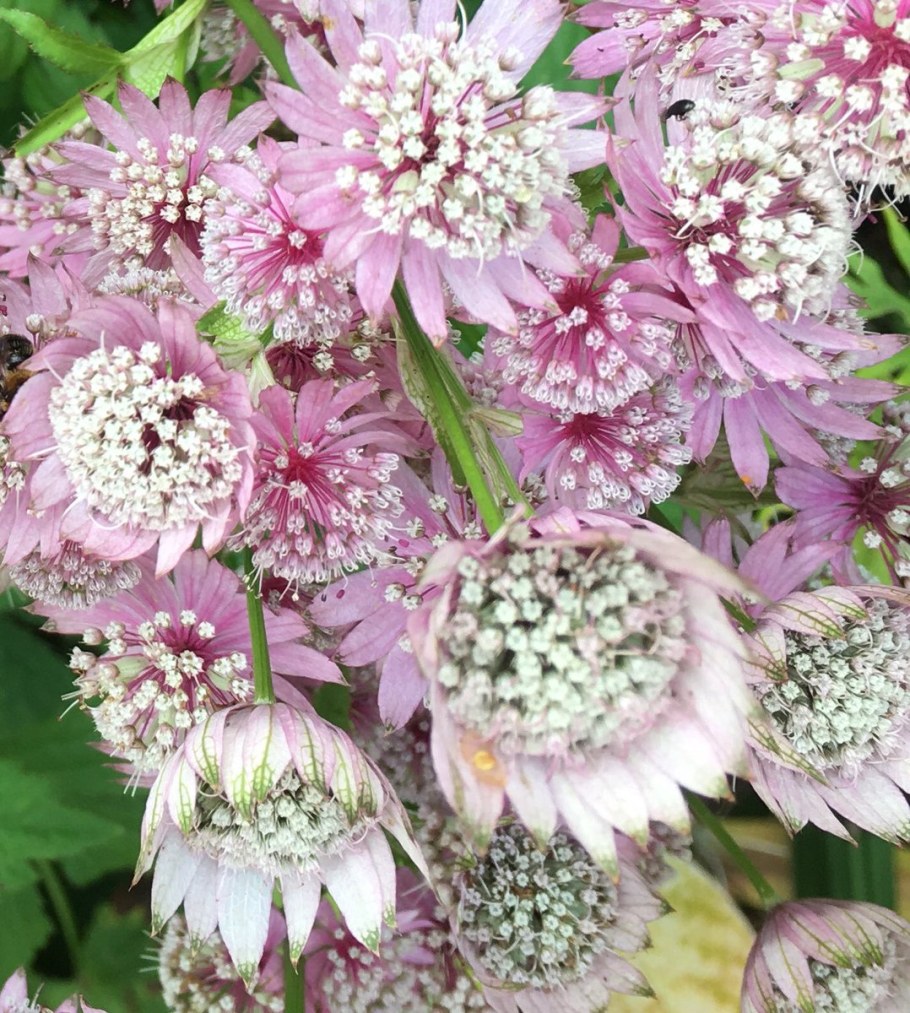 Астранция ред Джойс