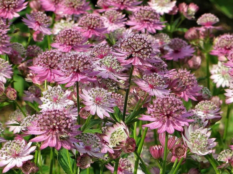 Астранция крупная (Astrantia Major)
