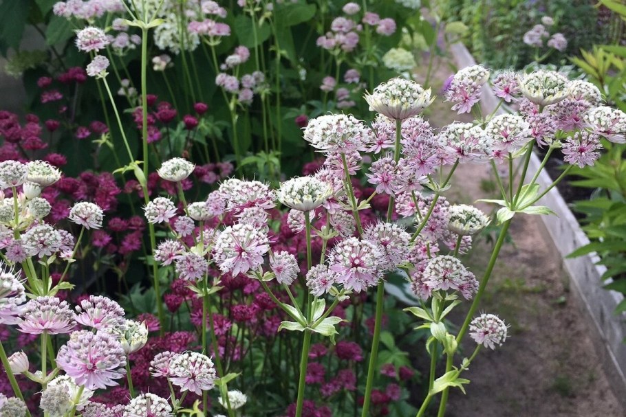 Астранция Альба