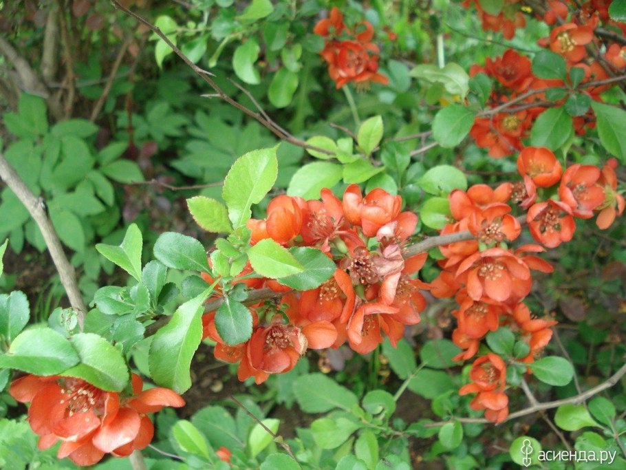 Хеномелес Маулея