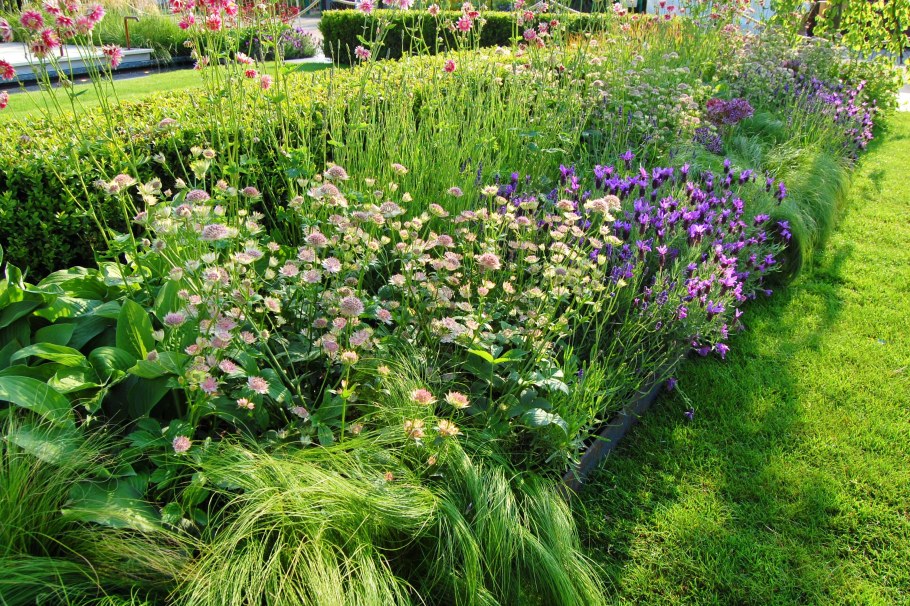 Астранция Пинк Прайд 'Pink Pride'