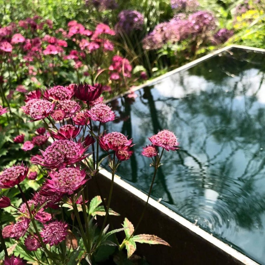 Астранция Кларет