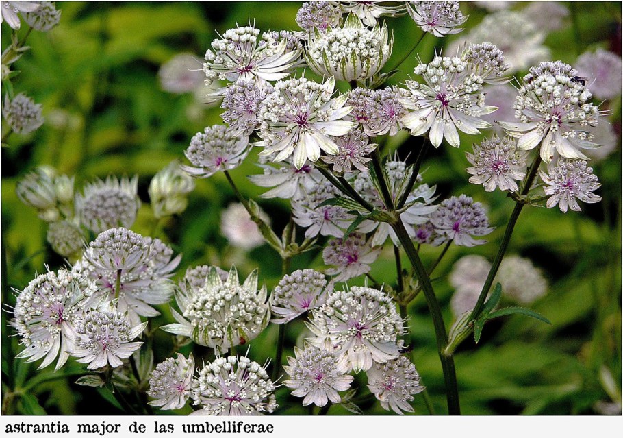 Цветы Астранция Астранция