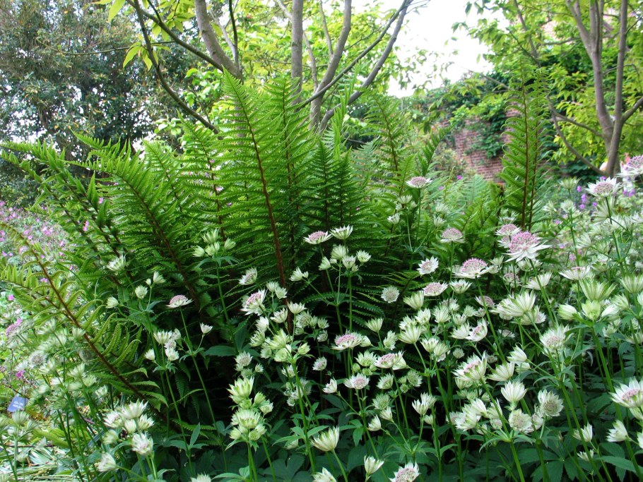 Астранция Alba