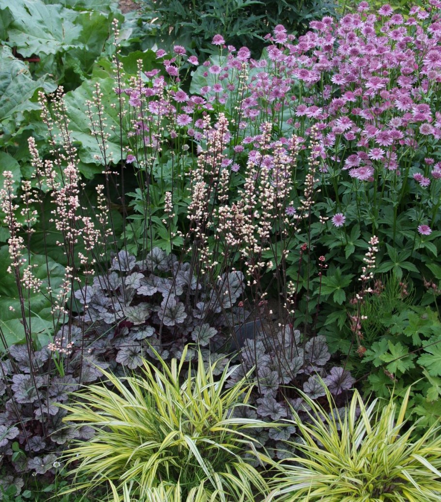 Астранция компаньоны