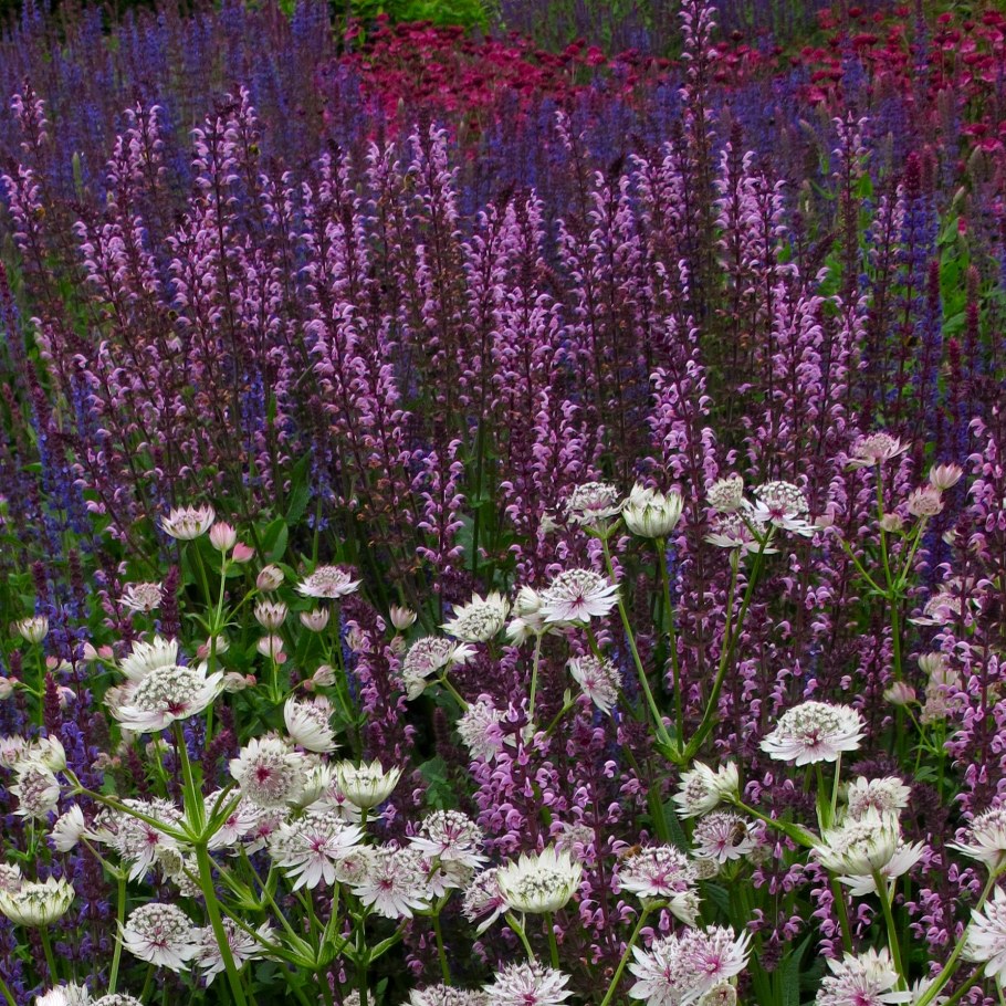 Вербена котовник шалфей