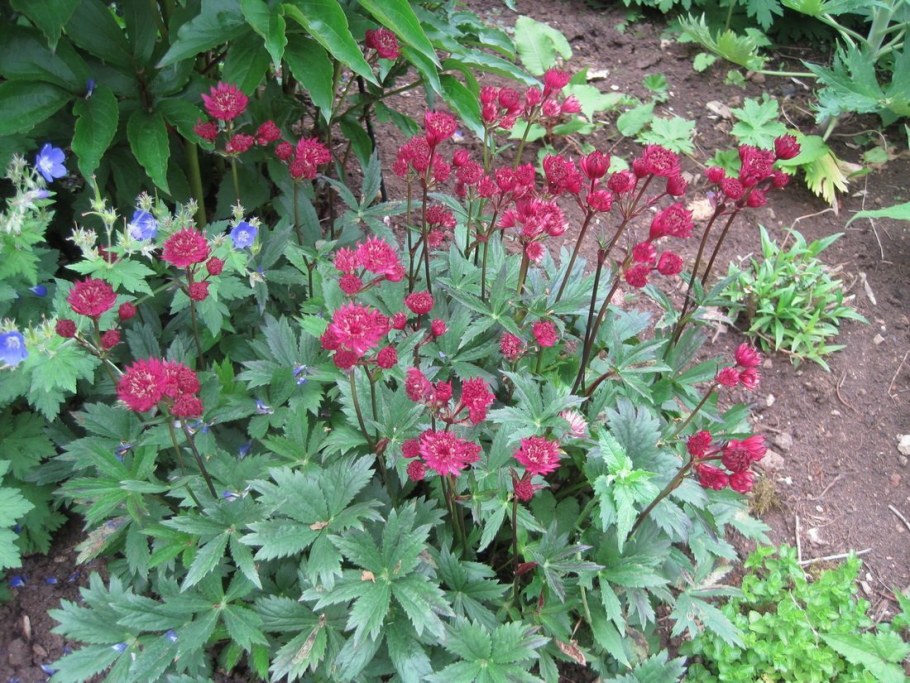 Астранция куст