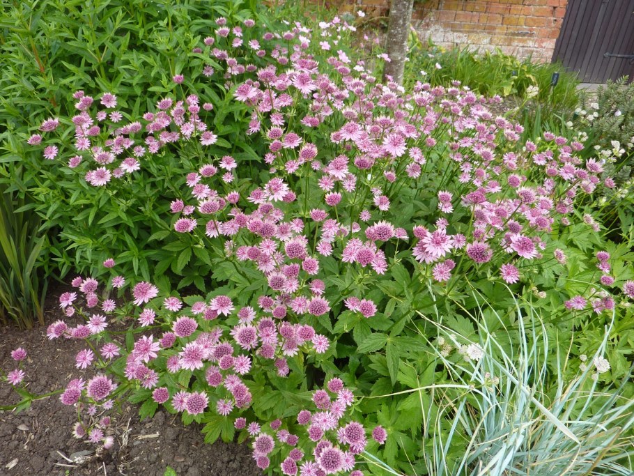 Астранция и астильба