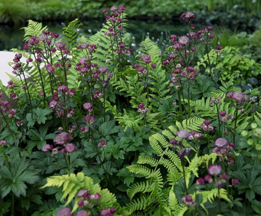 Астранция карниольская