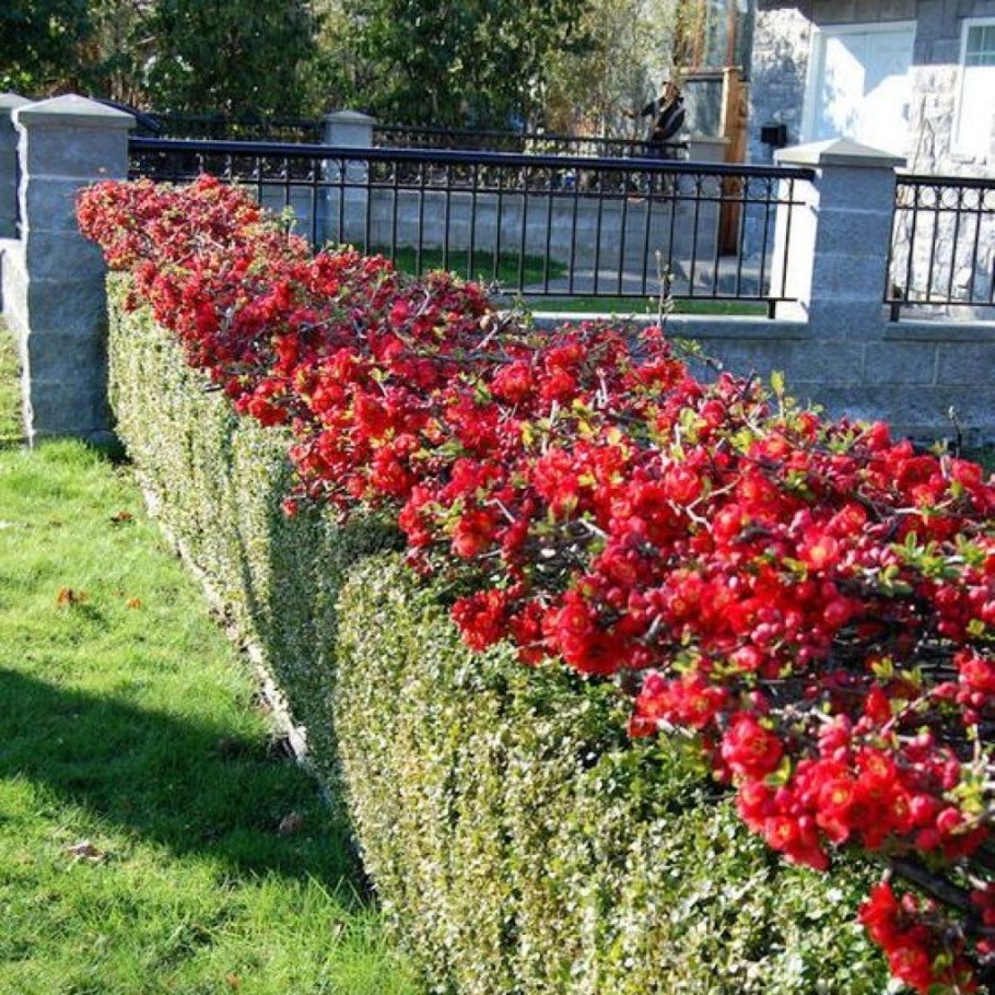 Хеномелес Живая изгородь