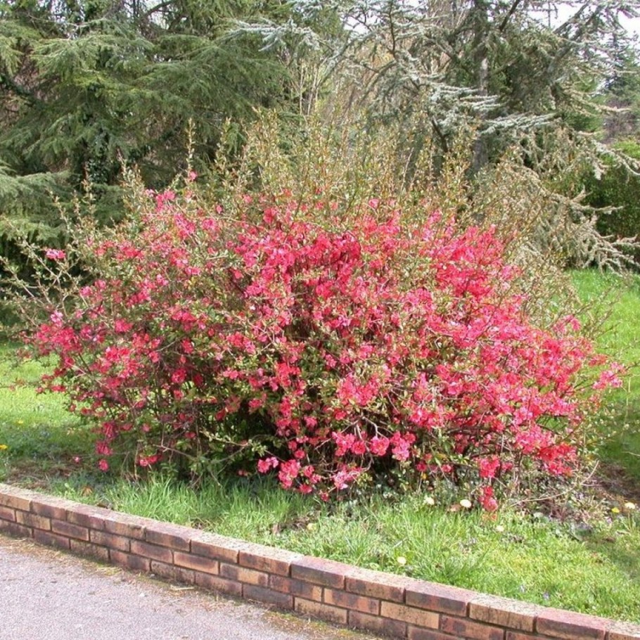 Айва великолепная хеномелес