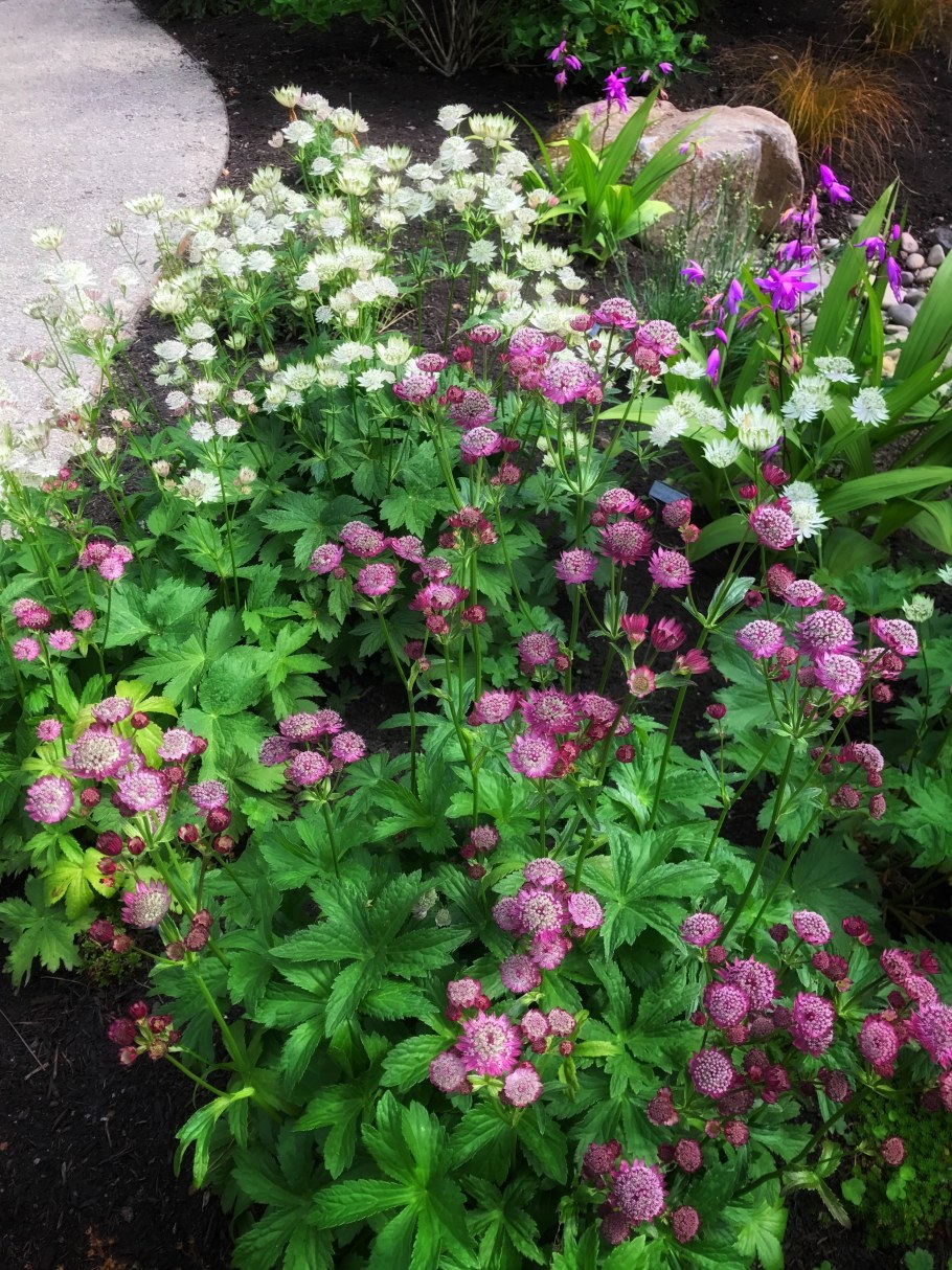 Астранция на клумбе