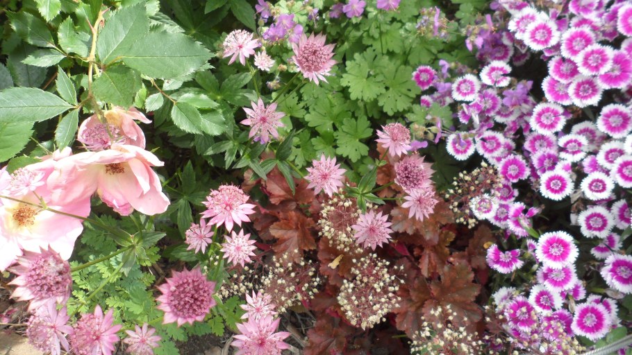 Астранция Кларет