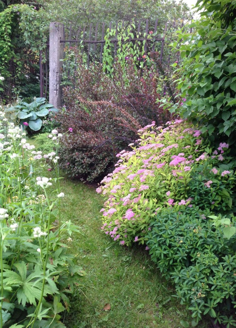 Астранция в ландшафте