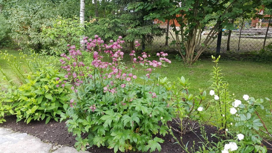 Астранция Альба