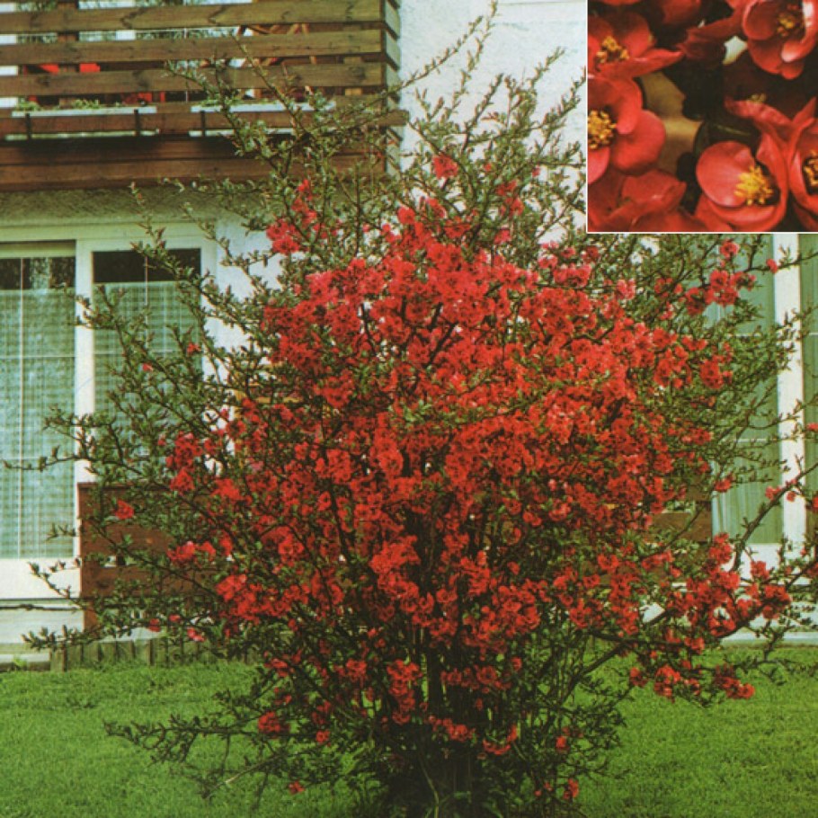 Айва Боуль де Фе