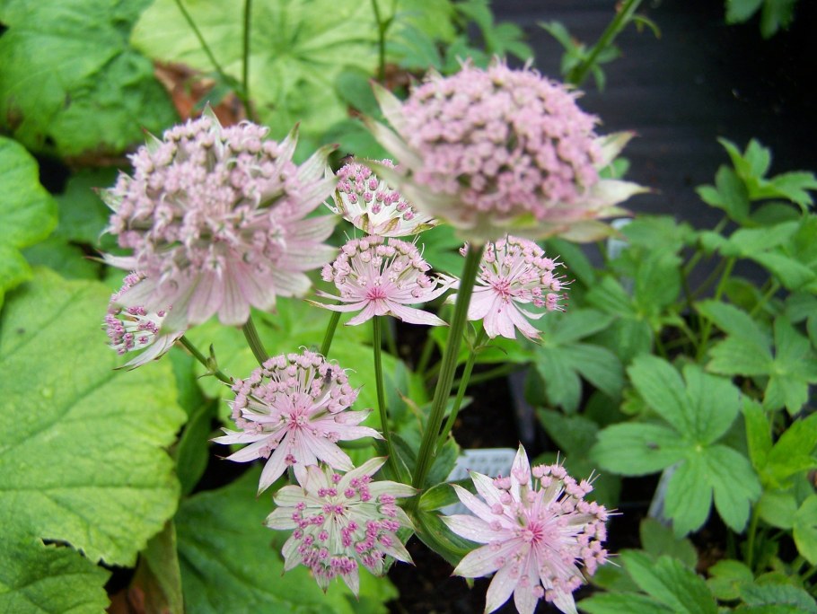 Астранция Бакленд