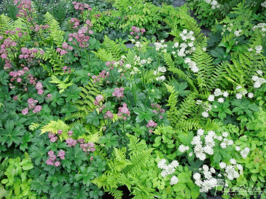 Астранция и астильба