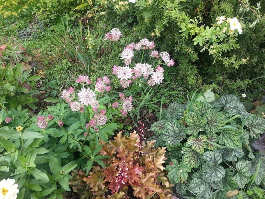 Астранция и астильба