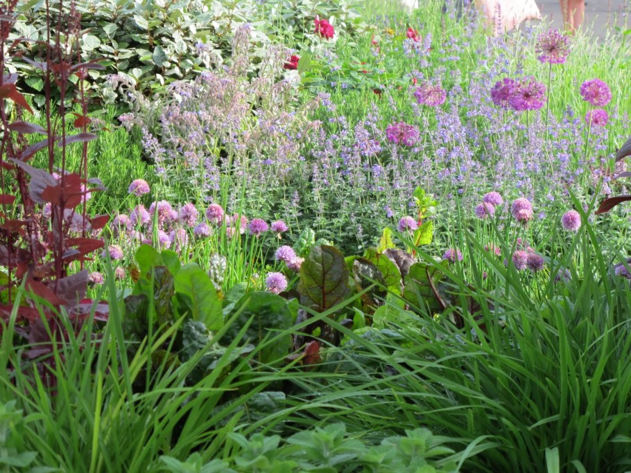 Астранция Бакленд