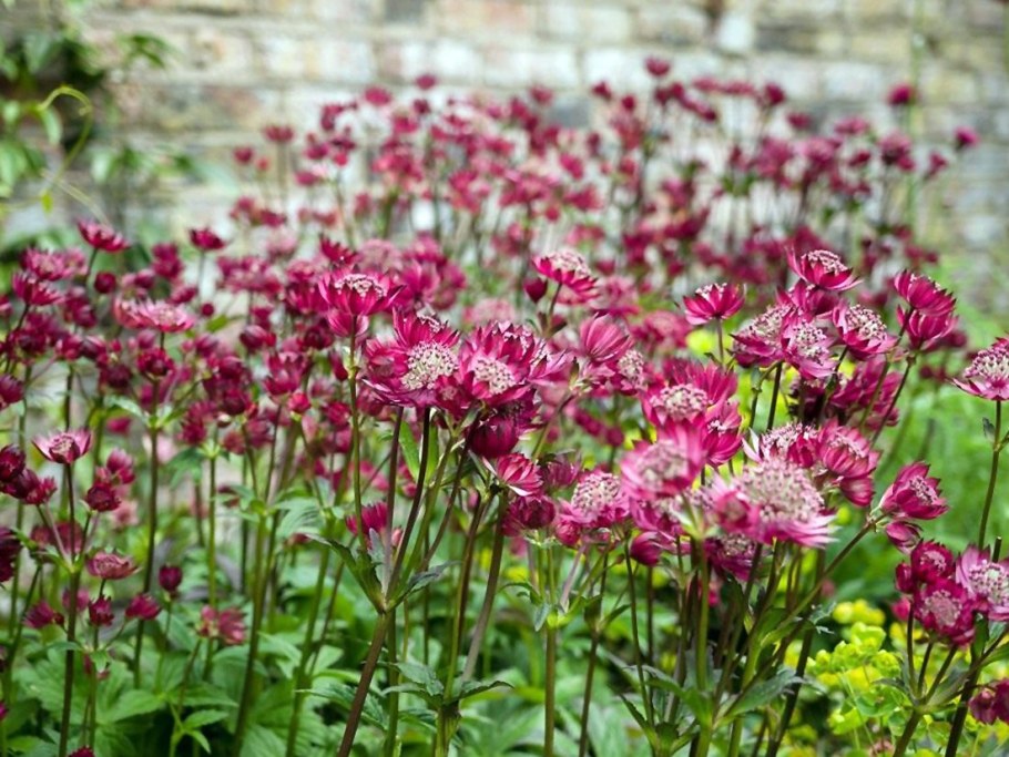 Астранция цветок Мулен Руж