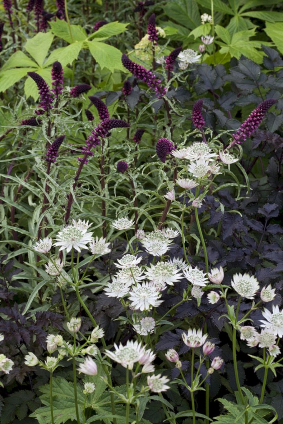 Астранция компаньоны