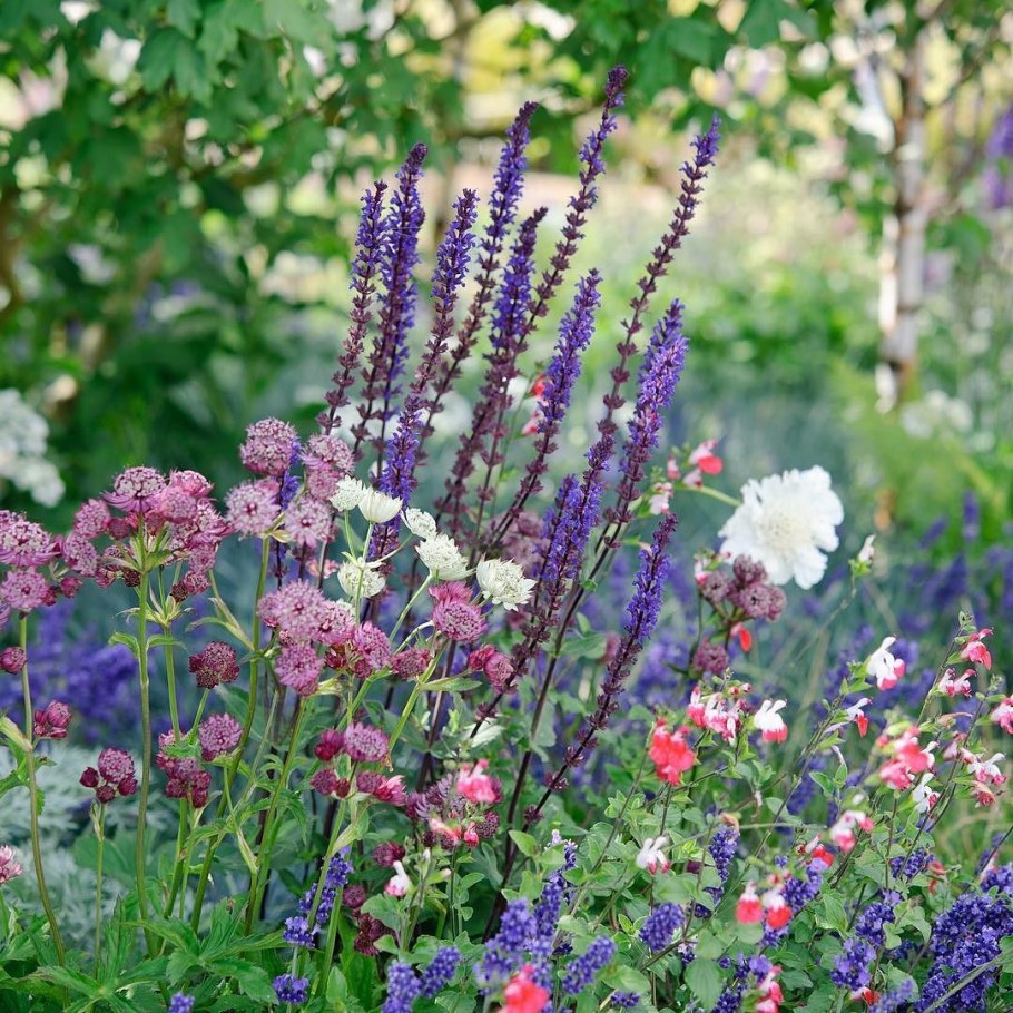 Скабиоза манжетка шалфей