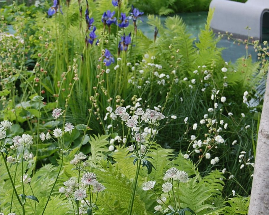 Астранция крупная Альба