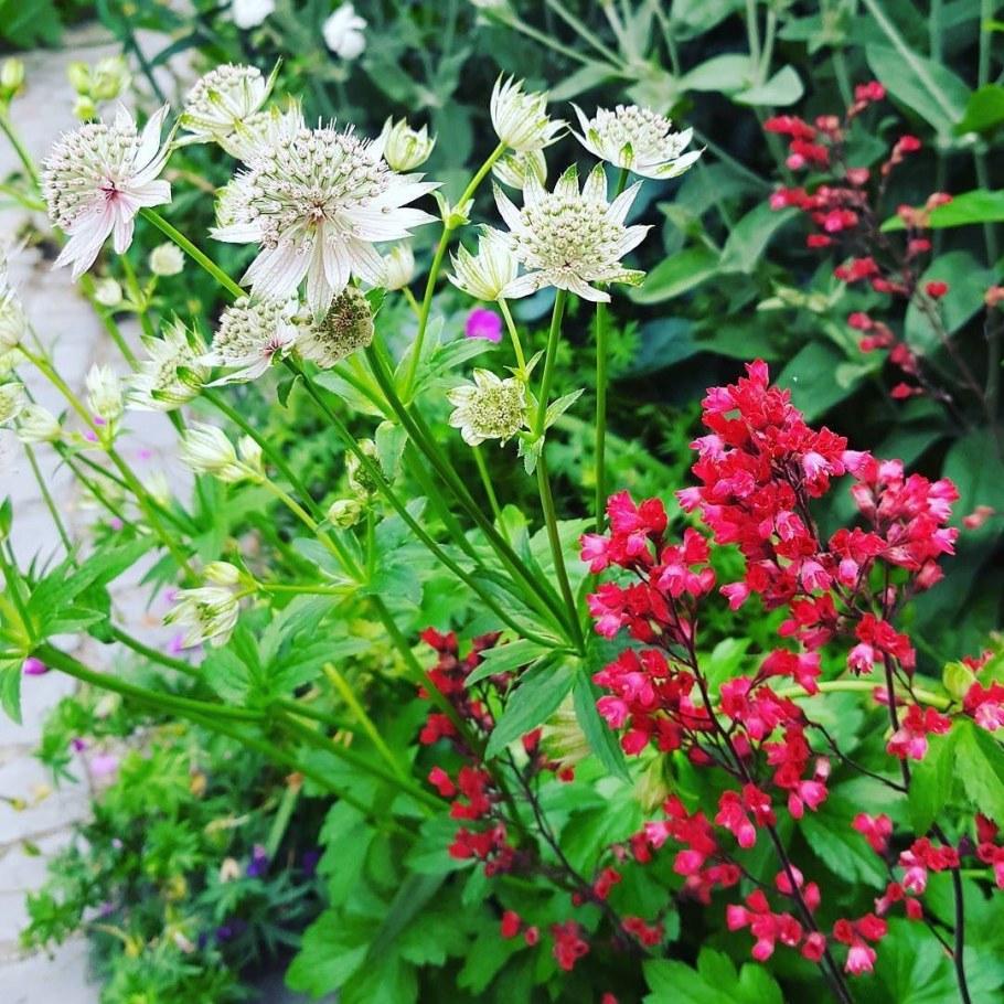 Астранция Гарденс