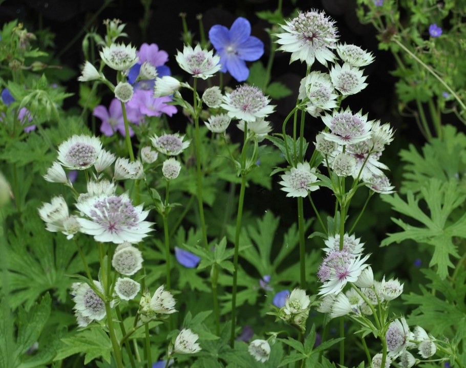 Астранция Розея