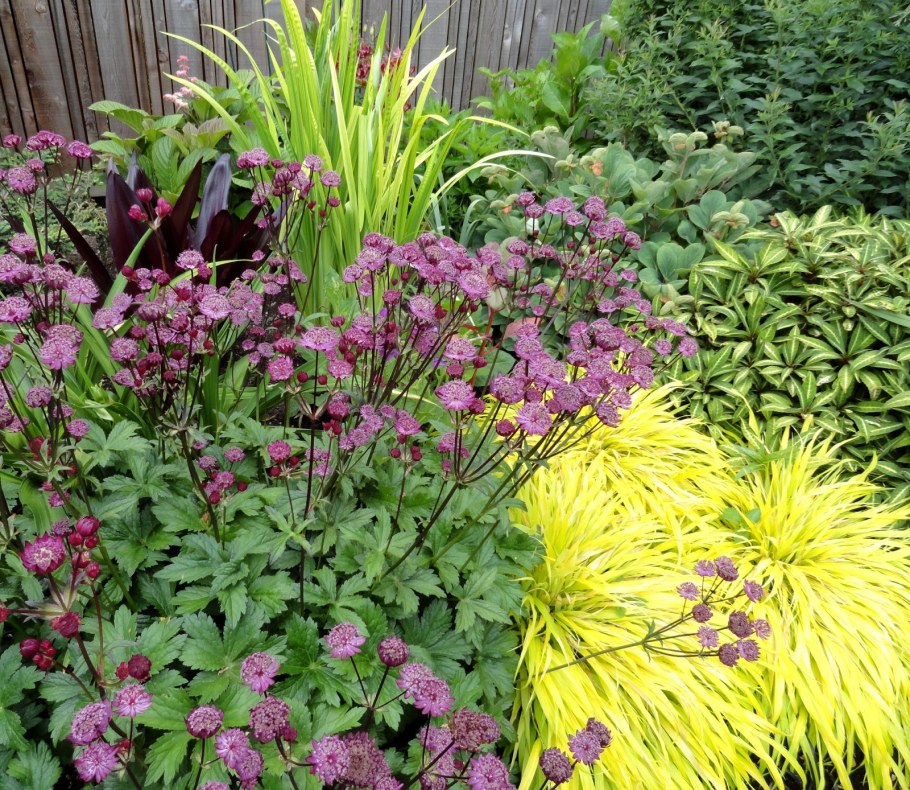 Клумбы гейхера Хоста и лилейник