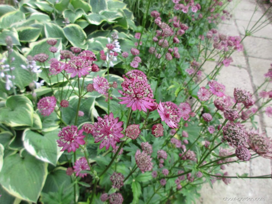 Астранция крупная Кларет