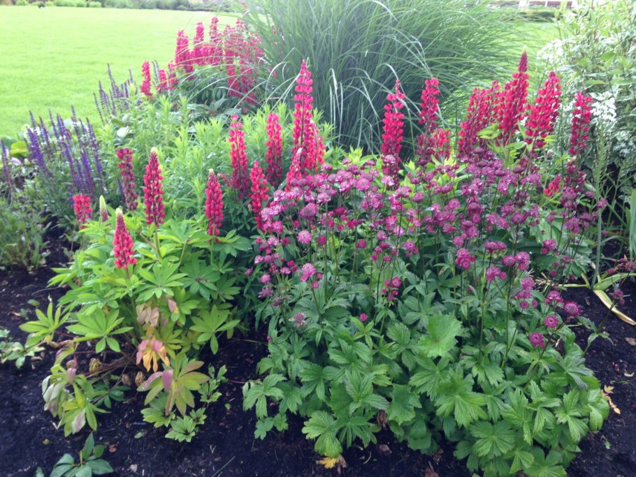 Астранция и астильба