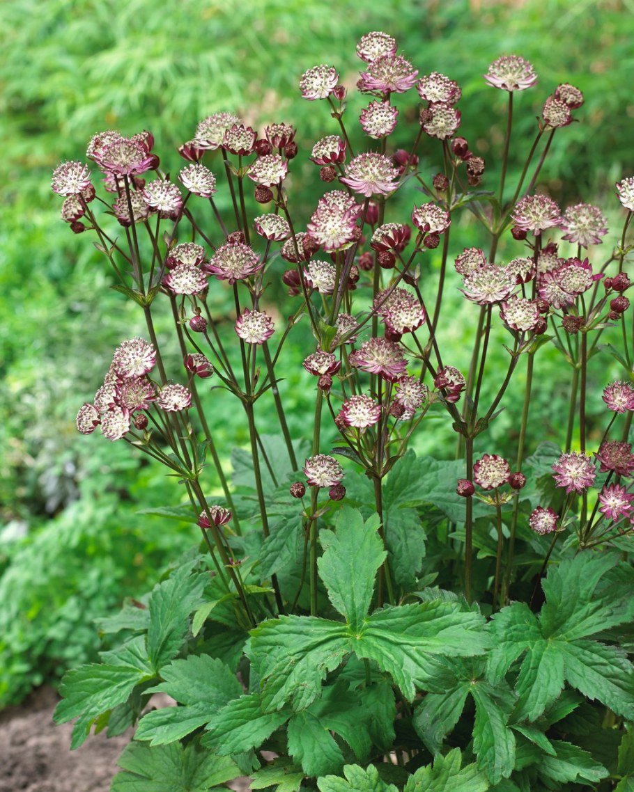 Астранция Кларет