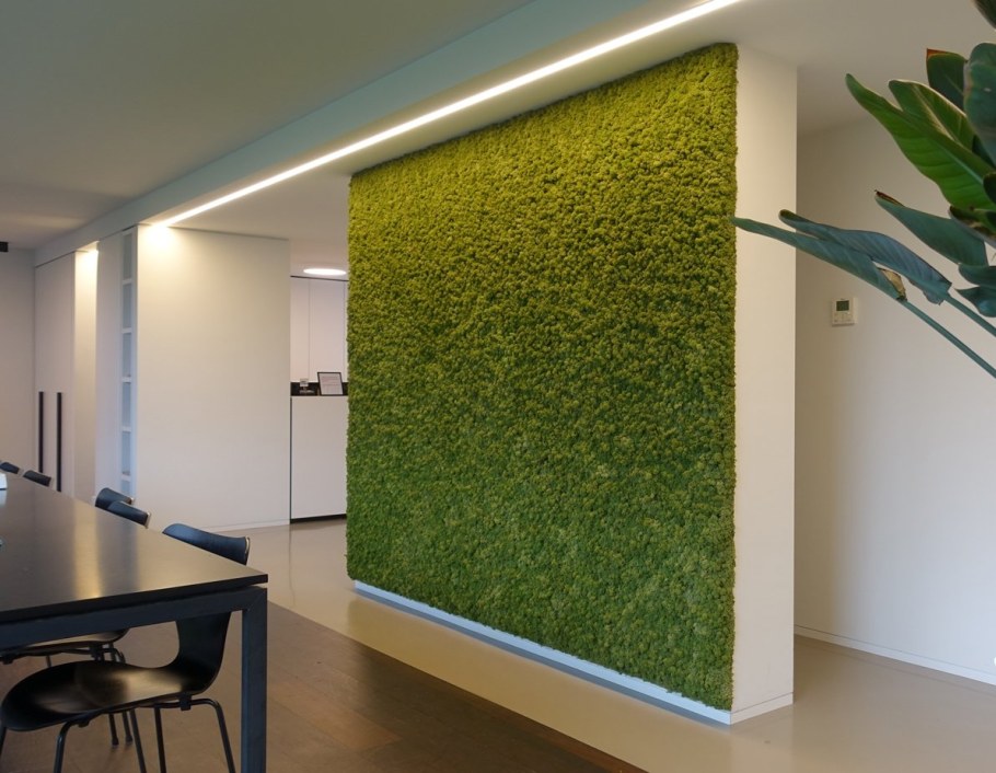 Фитостена самшит