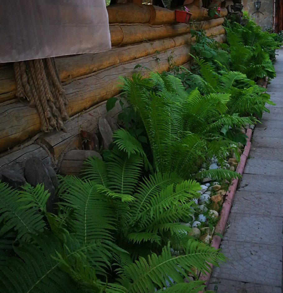 Папоротник страусник на клумбе