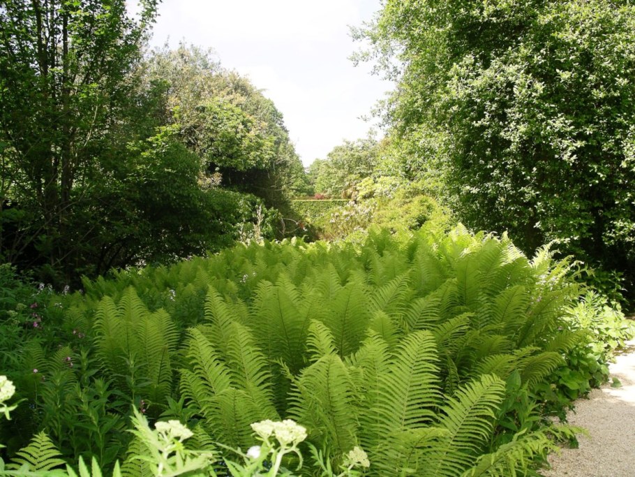 Страусник обыкновенный