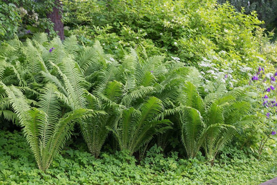 Папоротник страусник обыкновенный (Matteuccia struthiopteris)