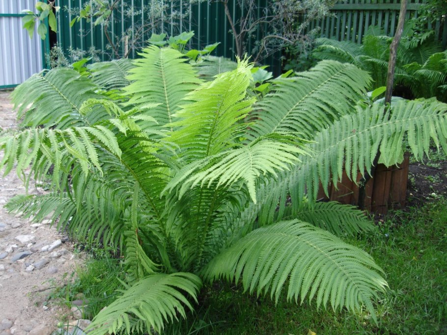 Страусник обыкновенный